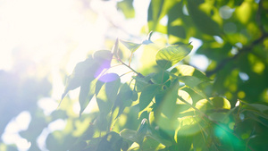 4k实拍夏日阳光照射树叶意境空镜头25秒视频