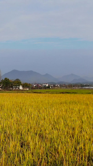 航拍安徽皖南乡村金色晚稻田视频农业发展72秒视频