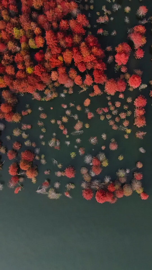 航拍安徽宁国红衫林旅游景区视频自然风光48秒视频