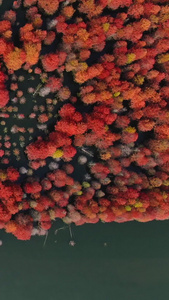 航拍安徽宁国红衫林旅游景区视频湿地公园视频