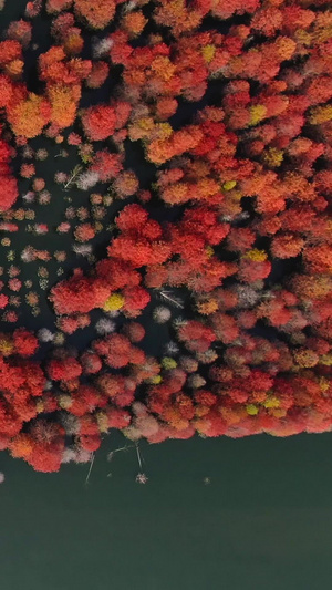 航拍安徽宁国红衫林旅游景区视频湿地公园48秒视频