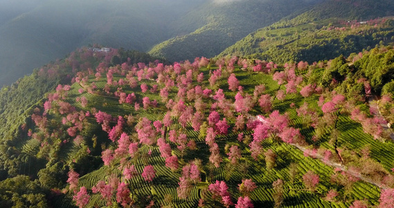 云南普洱无量山樱花粉色航拍视频