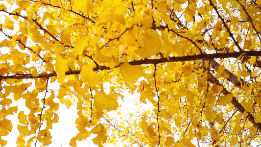 秋天氛围感满满的金黄银杏叶视频