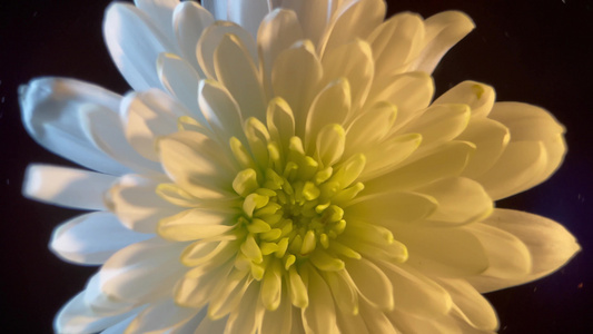 鲜花摄影白色菊花 视频