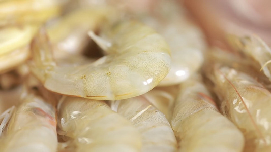 花蛤大虾蛏子鱿鱼各种海鲜视频