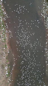 航拍农家生态养殖鹅视频