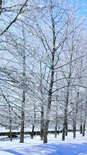 下雪雪花背景视频唯美风景雪10秒视频