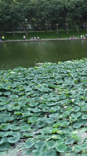 深圳洪湖公园荷花航拍水生草本花卉26秒视频