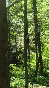 秦岭松树林航拍秦岭旅游视频