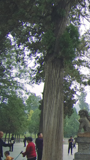 嵩山少林寺空镜少林寺塔林146秒视频