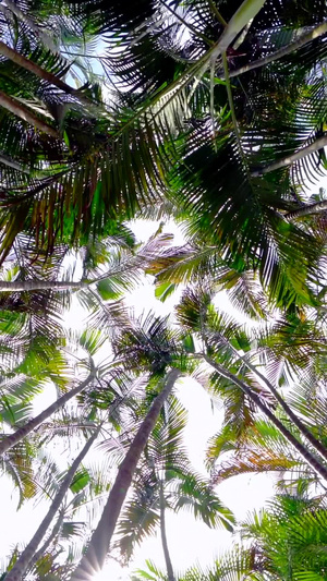 实拍深圳自然生态树林椰子树17秒视频