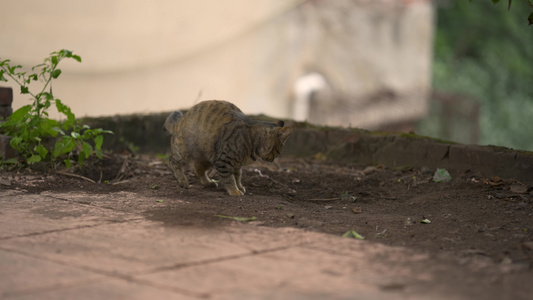 4k实拍街边可爱狸花猫视频