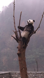 熊猫旅游景点视频