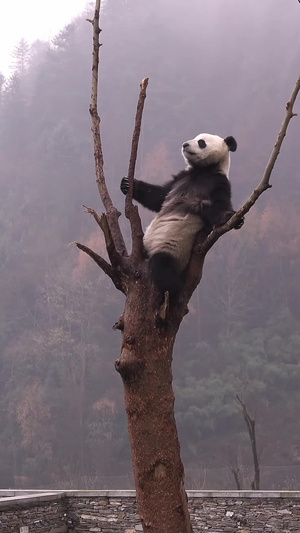 熊猫旅游景点7秒视频