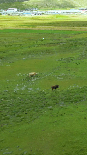 航拍牦牛群吃草43秒视频