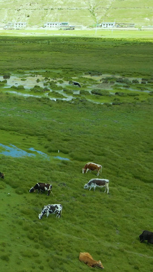 航拍牦牛群吃草43秒视频