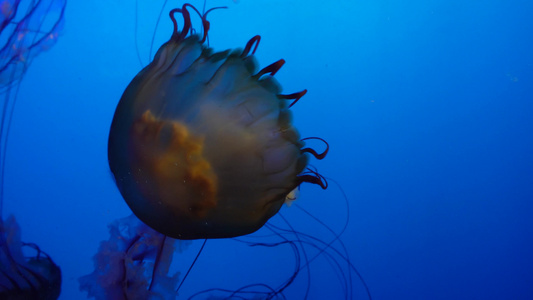 特写深海神秘巨型水母海蜇视频