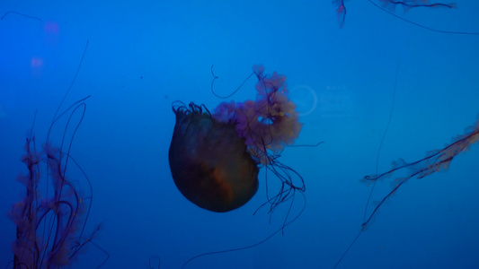 特写深海神秘巨型水母海蜇视频