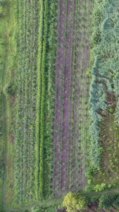 航拍药材种植基地农业科技视频