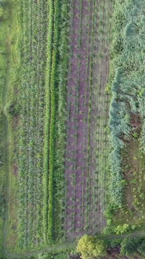 航拍药材种植基地农业科技19秒视频