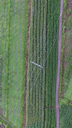 航拍药材种植基地农业科技19秒视频