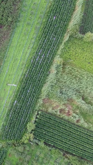 航拍药材种植基地农业科技19秒视频