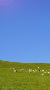 草原上的风车羊群内蒙古视频