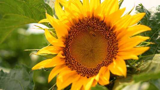 4K蜜蜂与向日葵视频