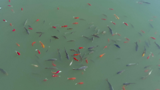 碧波池塘中欢快游水的鱼群视频