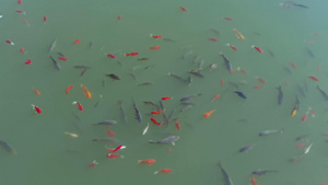 碧波池塘中欢快游水的鱼群35秒视频