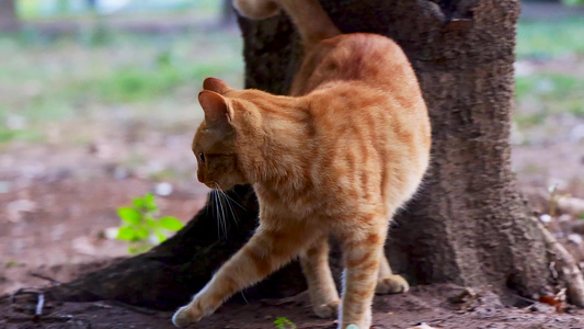 橘猫躺在树底下休息饶痒痒视频