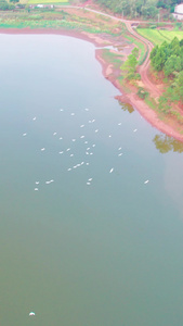 航拍湖中飞行的的白鹭视频