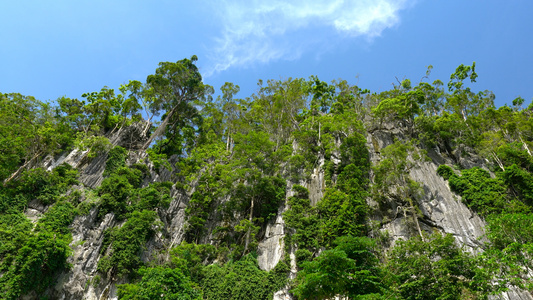 悬崖峭壁上生长的树木延时4K视频