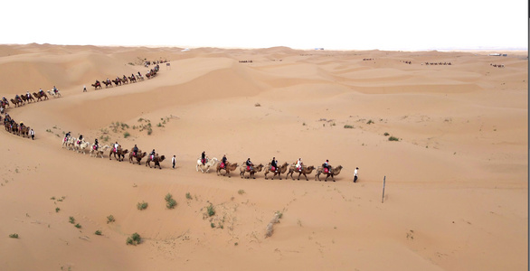 4k实拍宁夏沙坡头景区沙漠骆驼视频