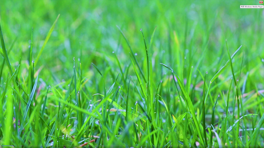 4K唯美清新雨后小草视频