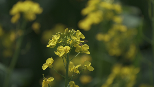 蜜蜂爱上油菜花视频