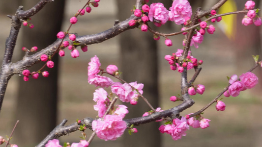 天气回暖梅花桃花花蕾花苞花骨朵视频