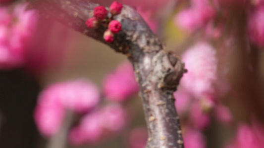 天气回暖梅花桃花花蕾花苞花骨朵视频