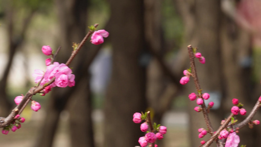 天气回暖梅花桃花花蕾花苞花骨朵视频