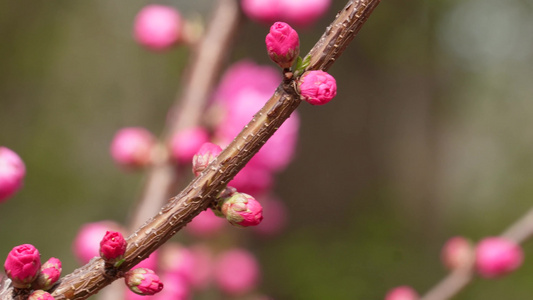 天气回暖梅花桃花花蕾花苞花骨朵视频