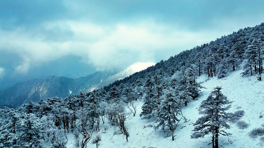 8K航拍雪山秦岭雪松雪景视频