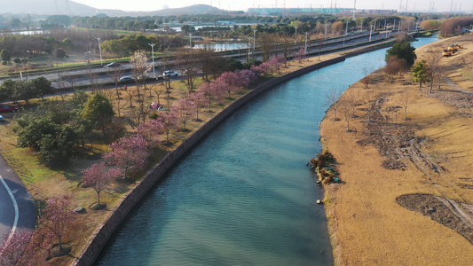 上海辰山植物园梅花视频