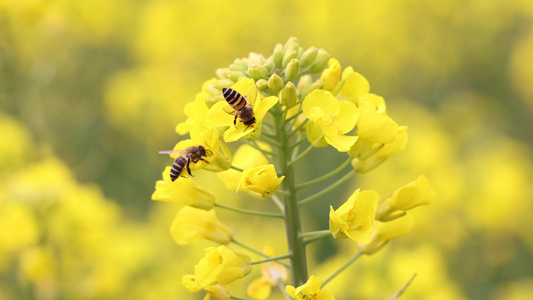 春暖花开蜜蜂采蜜视频