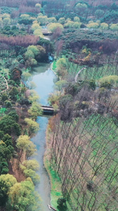 顾村公园早春景色城市绿肺视频