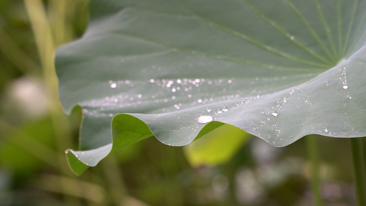 下雨天荷叶水珠视频