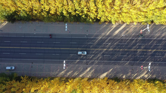 秋季多彩道路视频