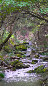 山谷溪流潺潺流淌实拍青山绿水视频