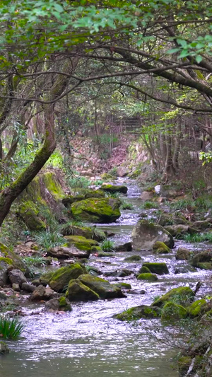 山谷溪流潺潺流淌实拍青山绿水33秒视频
