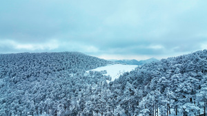 8K航拍秦岭云海雪山雪景雪松28秒视频