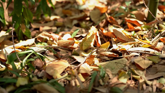 秋天竹林里的落叶实拍视频视频
